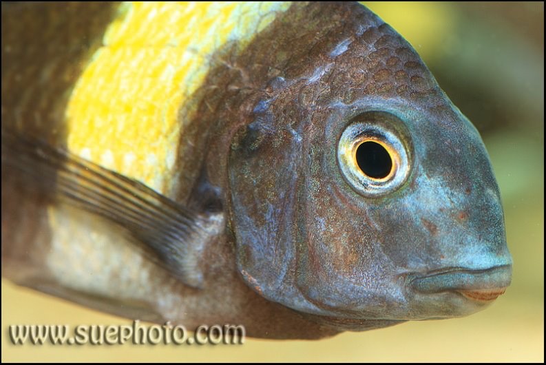 Tropheus duboisi 'Cape Kabogo'